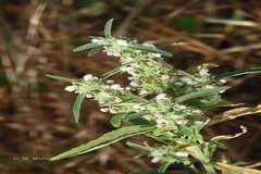 Leucas eriostoma var. eriostoma